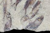 Fossil Fish (Gosiutichthys) Mortality Plate - Lake Gosiute #68423-2